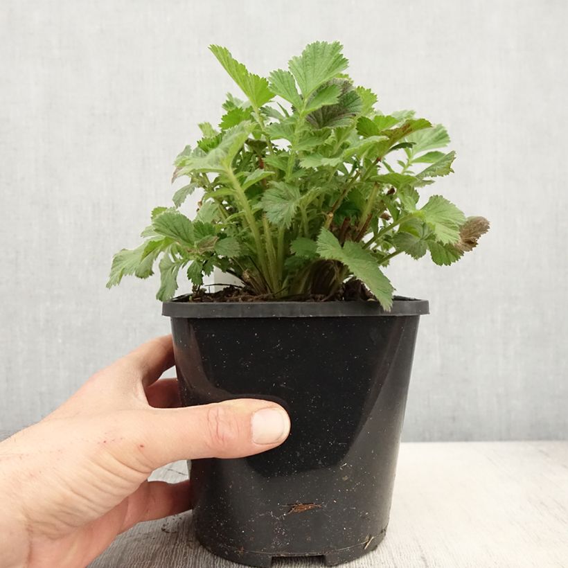 Spécimen de Geum Scarlet Tempest - Benoîte hybride Pot de 2L/3L tel que livré au printemps