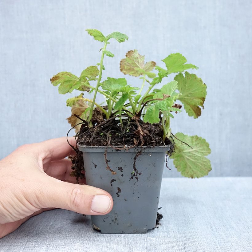 Spécimen de Geum Tempo Yellow - Benoîte Godet de 8/9 cm tel que livré en automne