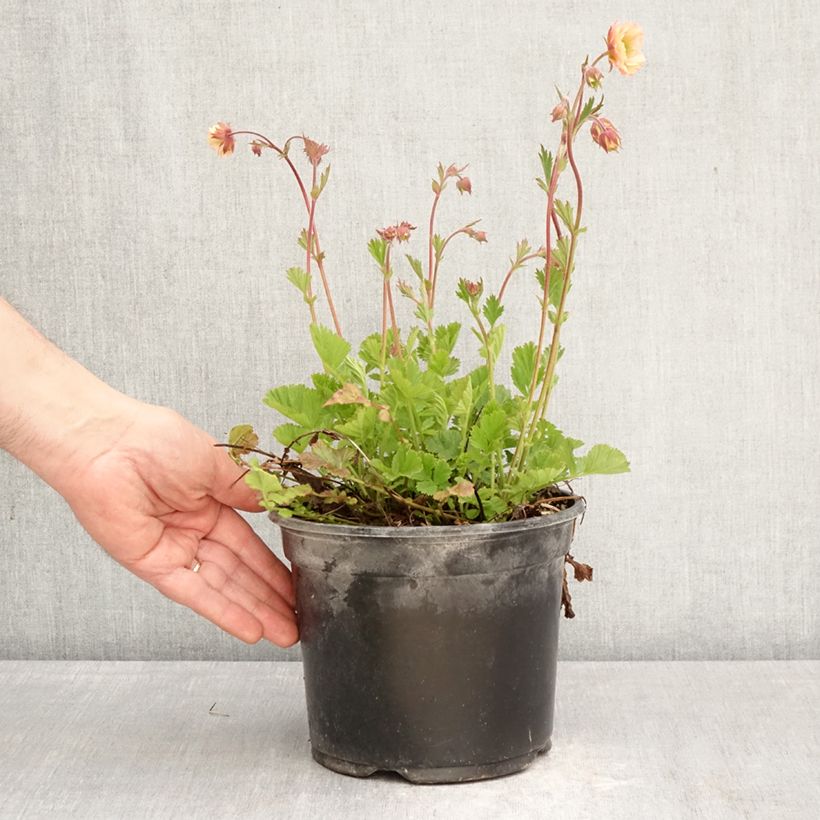 Spécimen de Geum Tequila Sunrise - Benoîte  Pot de 2L/3L tel que livré au printemps