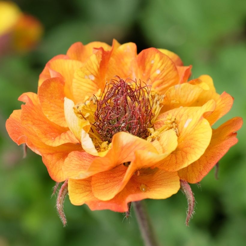 Geum Tutti Frutti - Benoîte jaune orangé (Flowering)