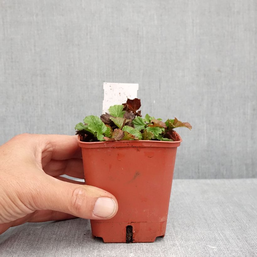 Spécimen de Geum Tutti Frutti - Benoîte jaune orangé Godet de 8/9 cm tel que livré en automne