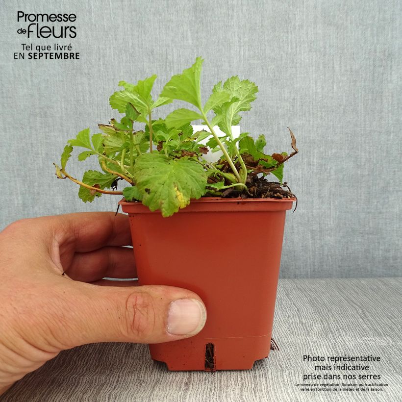 Spécimen de Geum Tutti Frutti - Benoîte jaune orangé Godet de 8/9 cm tel que livré en été