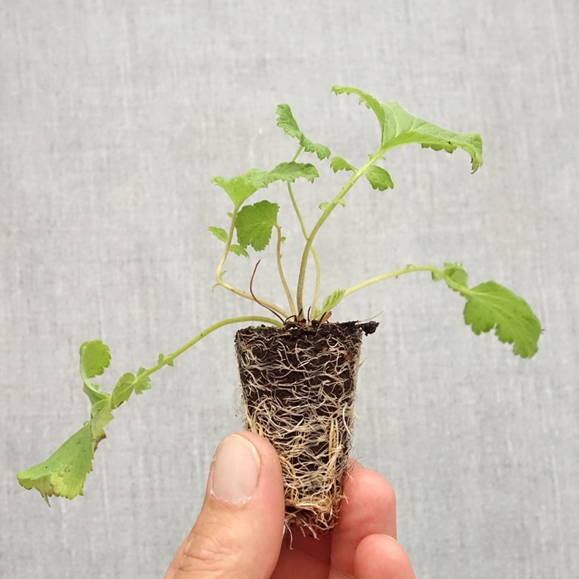 Example of Geum Tutti Frutti - Benoîte jaune orangé Mini-motte Ø 3/4 cm as you get in automne