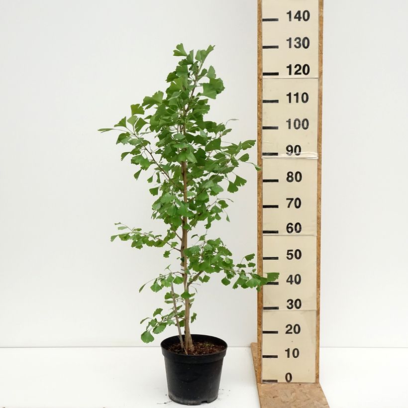 Spécimen de Ginkgo biloba Blagon - Arbre aux quarante écus  Pot de 7,5L/10L tel que livré en été
