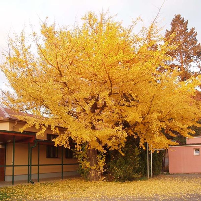 Ginkgo biloba - Arbre aux quarante écus (Plant habit)