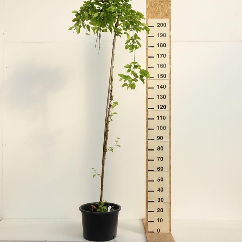 Spécimen de Ginkgo biloba Pendula - Arbre aux quarante écus Pot de 12L/15L, Tige, sur tige tel que livré au printemps