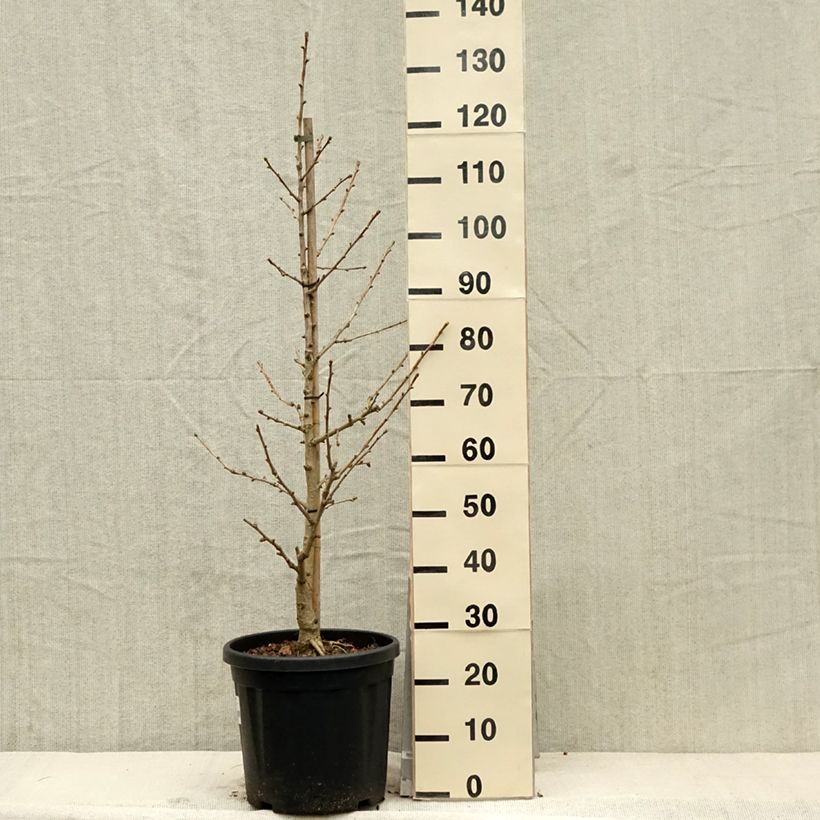 Spécimen de Ginkgo biloba Simon - Arbre aux quarante écus Pot de 18L/20L tel que livré au printemps