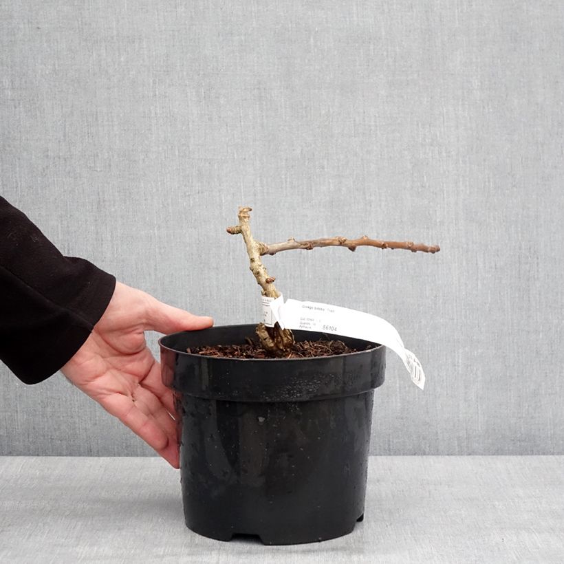 Example of Ginkgo biloba Troll - Arbre aux quarante écus nain Pot de 2L/3L as you get in hiver