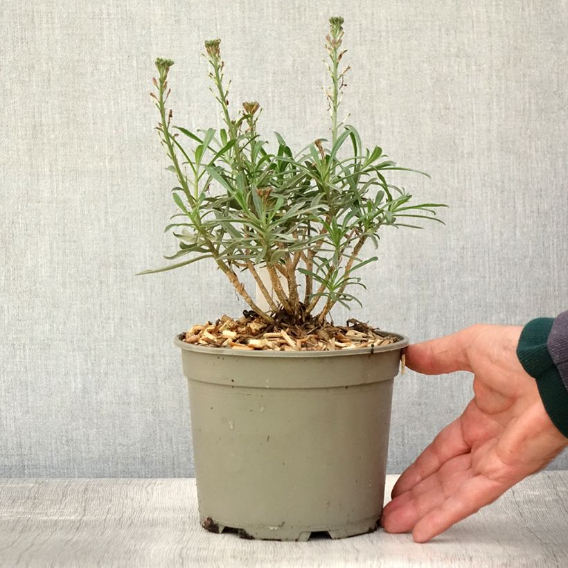 Spécimen de Giroflée arbustive - Erysimum Bowles Mauve Pot de 2L/3L tel que livré en automne