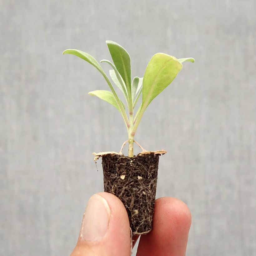 Spécimen de Giroflée quarantaine Heritage Scarlet Mini-motte Ø 1,5/2,5 cm, Plant vert de 3 à 5 cm de haut environ tel que livré en automne