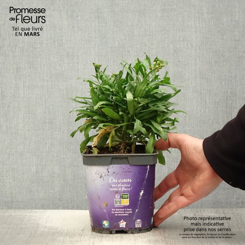 Spécimen de Giroflée vivace - Erysimum cheiri Spice Island Pot de 2L/3L tel que livré au printemps