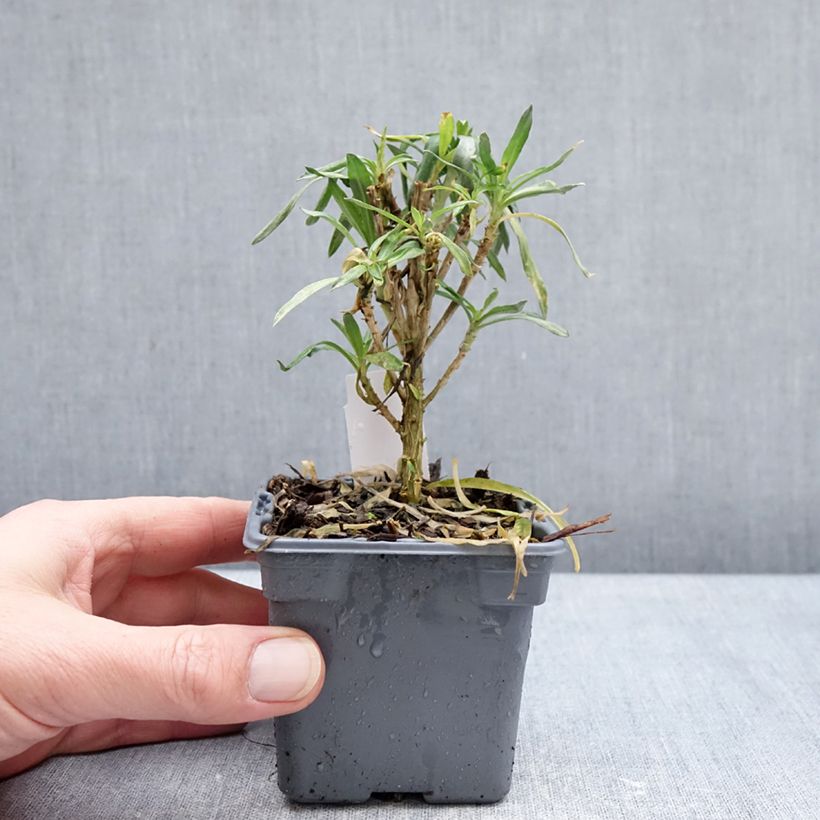 Spécimen de Giroflée vivace - Erysimum Colour Vibe Orange Godet de 8/9 cm tel que livré en hiver