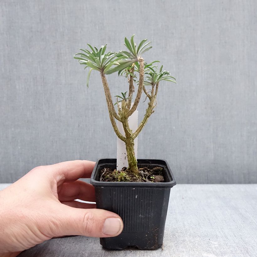 Spécimen de Giroflée vivace - Erysimum Colour Vibe Purple Godet de 8/9 cm tel que livré en hiver