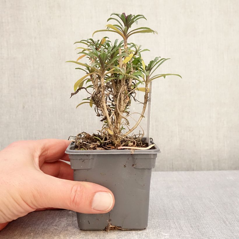 Spécimen de Giroflée vivace - Erysimum Colour Vibe Red Godet de 8/9 cm tel que livré en hiver