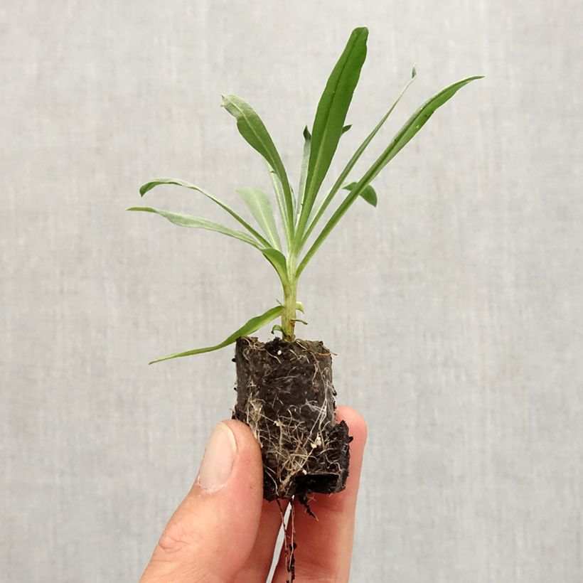 Example of Giroflée vivace - Erysimum Winter Passion Mini-motte Ø 3/4 cm, Plant vert de 3 à 5 cm de haut environ as you get in automne