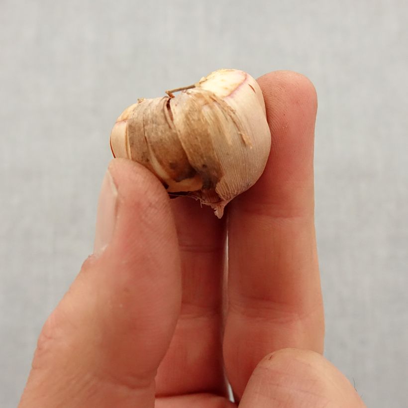 Spécimen de Gladiolus nanus Vulcano - Glaïeul papillon Bulbe calibre 8+ tel que livré au printemps