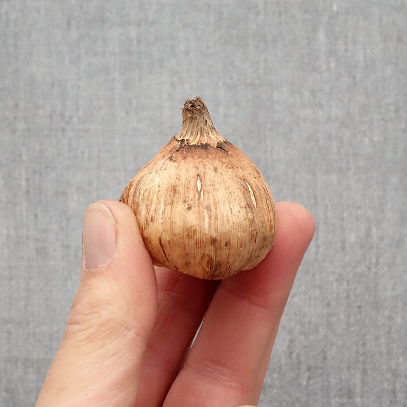 Spécimen de Gladiolus ou Glaïeuls en mélange (grandes fleurs) Bulbe calibre 12+ tel que livré au printemps