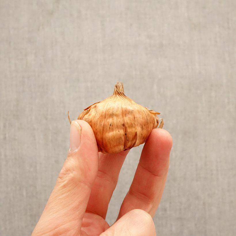 Spécimen de Glaïeul à grandes fleurs Apricot Beauty Bulbe calibre 10+ tel que livré au printemps