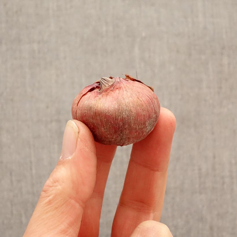 Spécimen de Glaïeul  à grandes fleurs Blushed look Bulbe calibre 12+ tel que livré au printemps