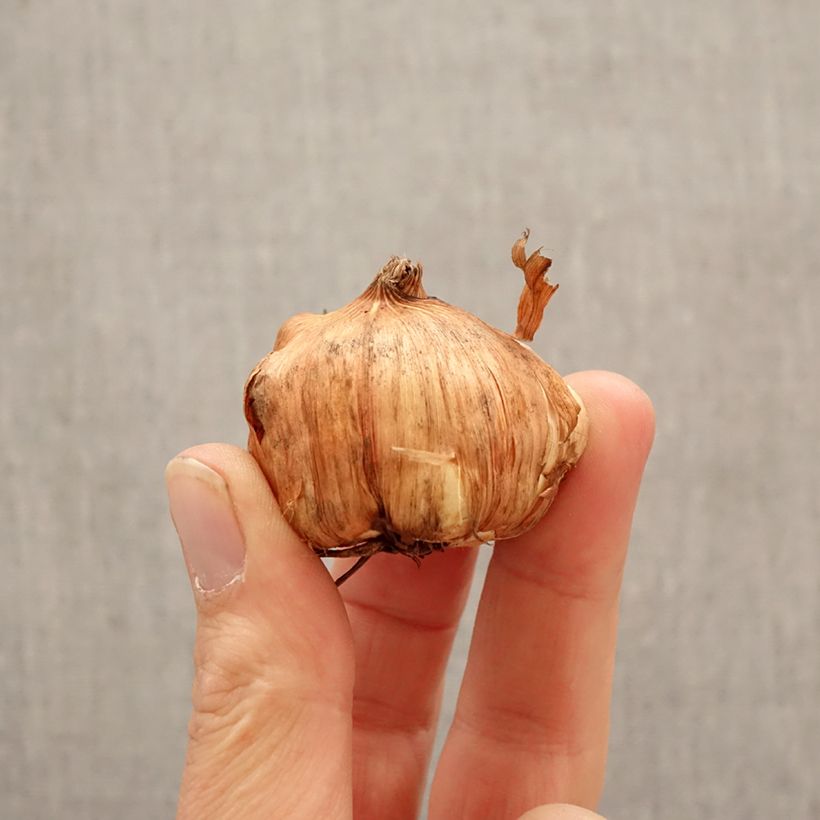 Spécimen de Glaïeul à grandes fleurs Cilesta Bulbe calibre 10+ tel que livré au printemps