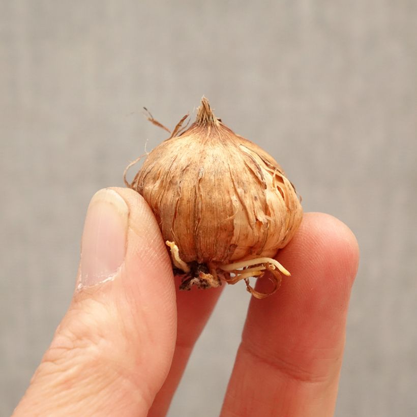 Spécimen de Glaïeul à grandes fleurs Glamini Kim Bulbe calibre 8+ tel que livré au printemps
