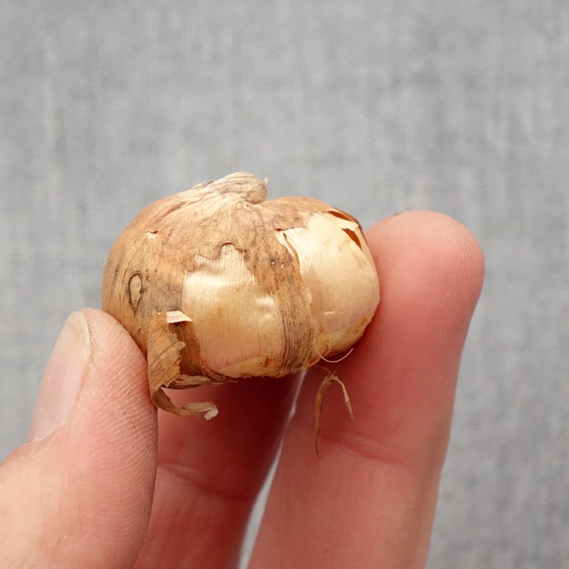 Spécimen de Glaïeul colvillei Frozen Sparks Bulbe calibre 10+ tel que livré au printemps