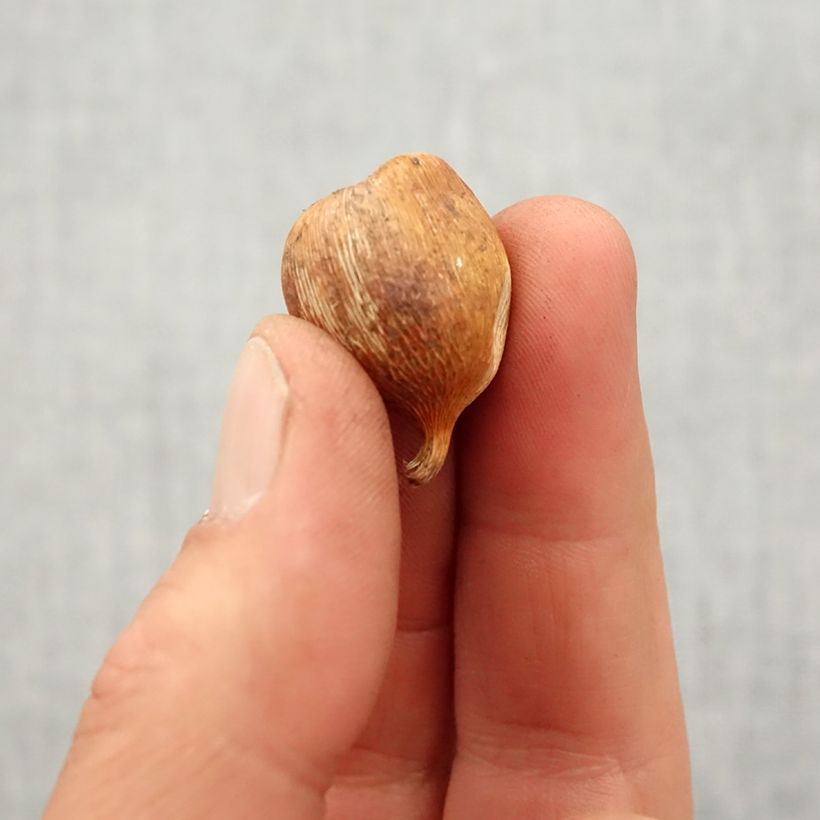 Spécimen de Glaïeul de Byzance - Gladiolus byzantinus Whistling Jack Bulbe calibre 6+ tel que livré au printemps