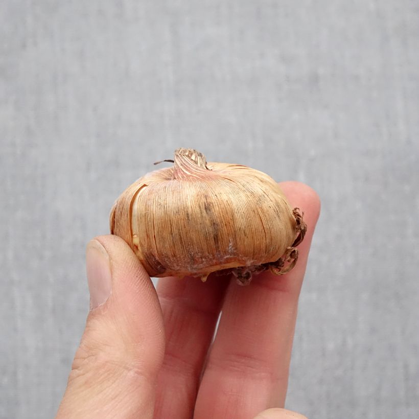 Spécimen de Glaïeul ou Gladiolus Adrenaline Bulbe calibre 12+ tel que livré au printemps