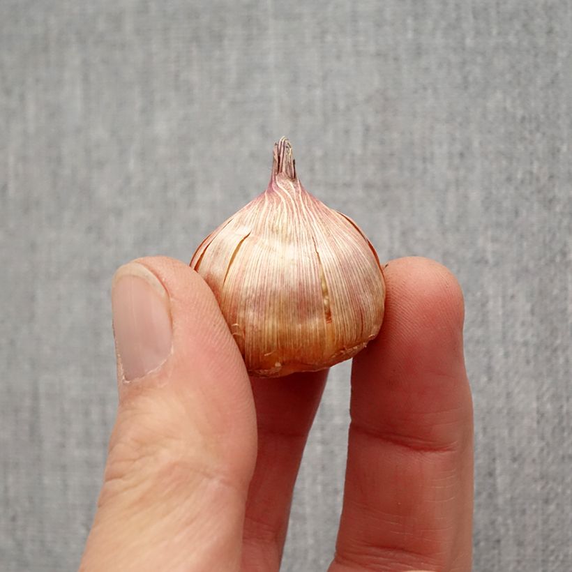 Spécimen de Glaïeul ou Gladiolus Bimbo Bulbe calibre 10/12 tel que livré au printemps