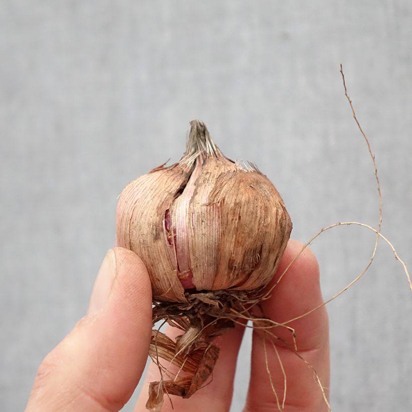 Spécimen de Glaïeul ou Gladiolus Black Surprise Bulbe calibre 12+ tel que livré au printemps