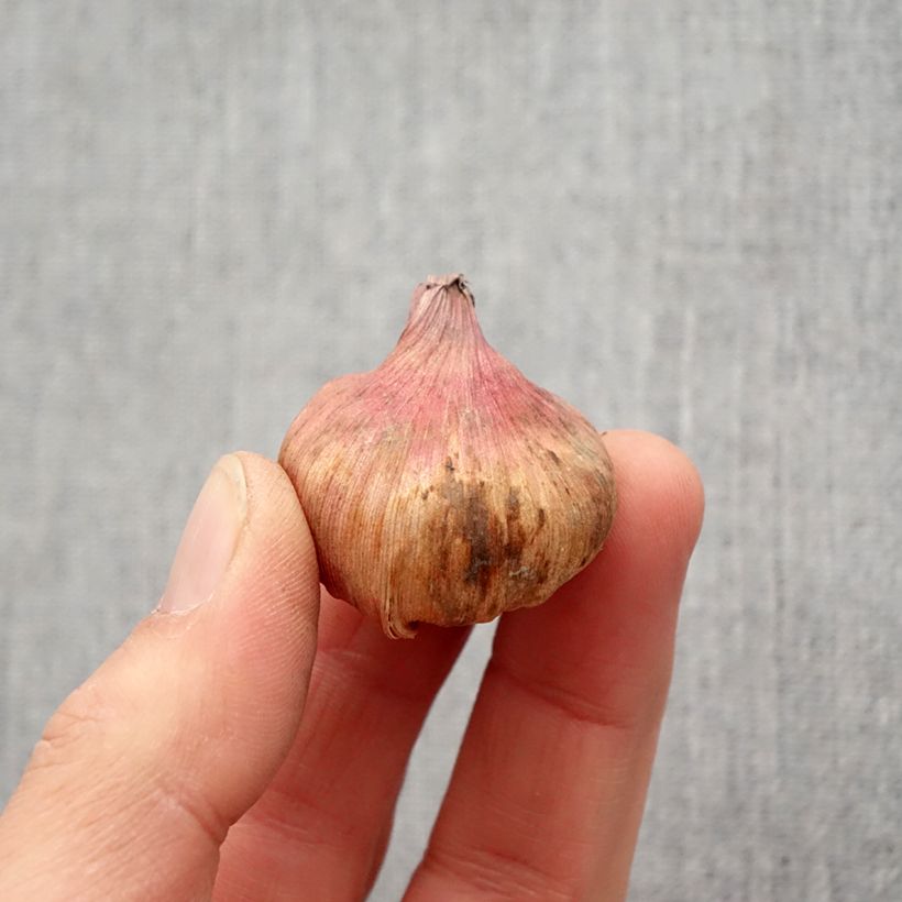 Spécimen de Glaieul ou Gladiolus carneus var albidus Bulbe calibre 6+ tel que livré au printemps