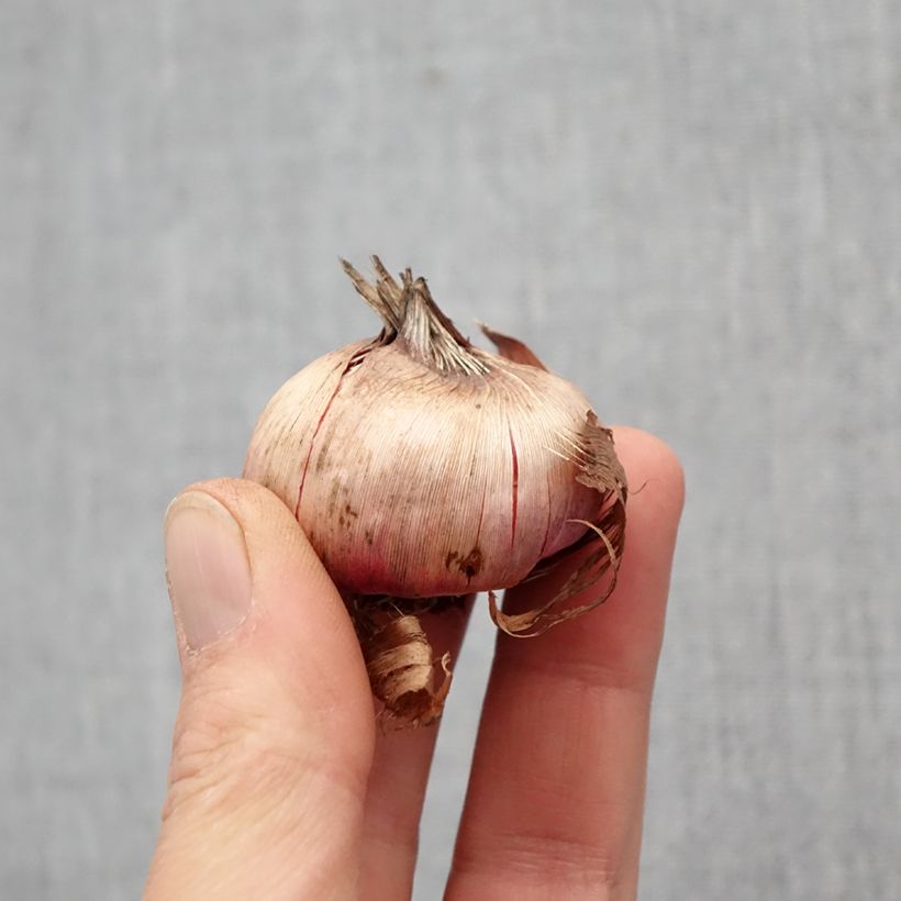Spécimen de Glaïeul ou Gladiolus Cayenne Bulbe calibre 12/14 tel que livré au printemps