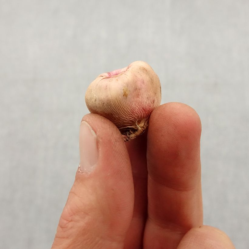 Spécimen de Glaïeul ou Gladiolus colvillei Galaxian Bulbe calibre 8+ tel que livré au printemps