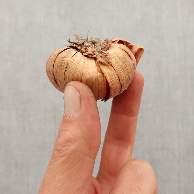 Spécimen de Glaïeul ou Gladiolus Conca d'Oro Bulbe calibre 12+ tel que livré au printemps