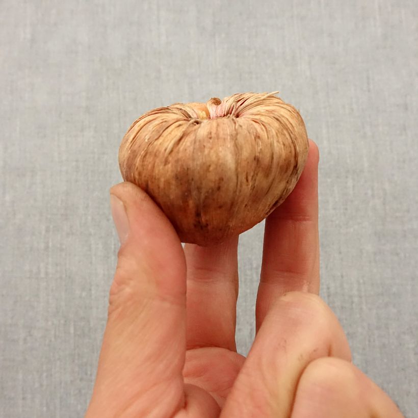 Spécimen de Glaïeul ou Gladiolus Far West Bulbe calibre 12+ tel que livré au printemps