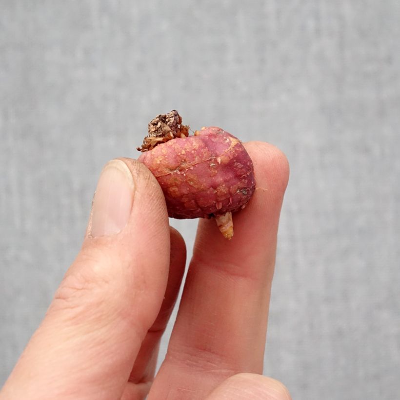 Spécimen de Glaïeul ou Gladiolus Flevo Cool Bulbe calibre 10+ tel que livré au printemps