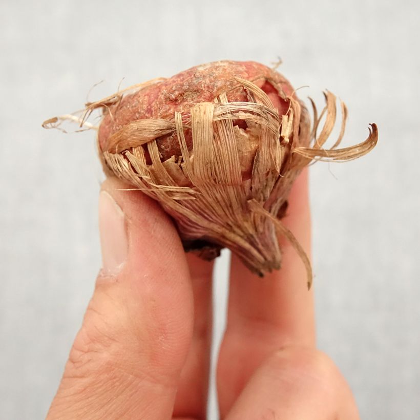 Spécimen de Glaïeul ou Gladiolus Green Star Bulbe calibre 14+ tel que livré au printemps