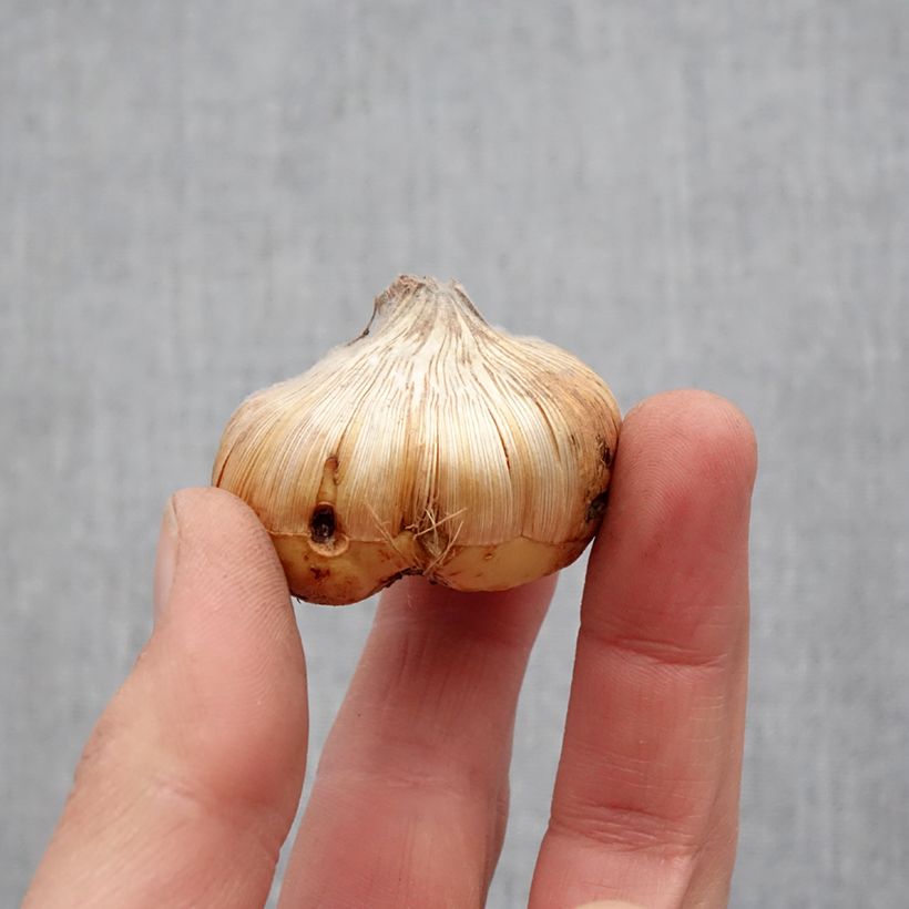 Spécimen de Glaïeul ou Gladiolus Home Coming Bulbe calibre 14+ tel que livré au printemps