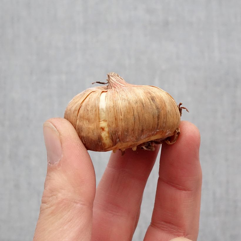 Spécimen de Glaïeul ou Gladiolus Invitatie Bulbe calibre 11+ tel que livré au printemps