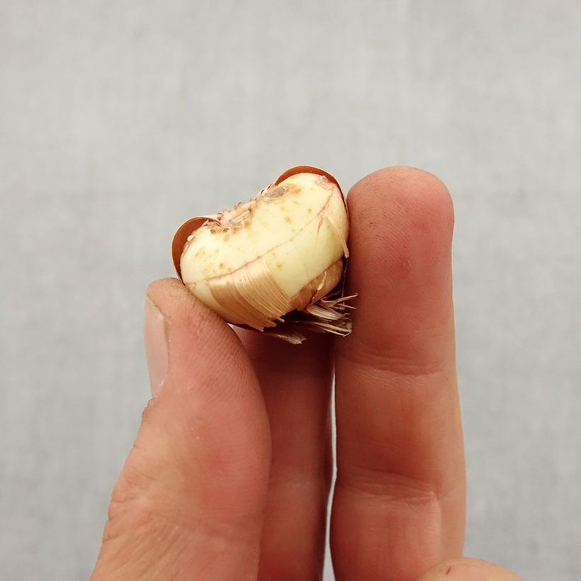 Spécimen de Glaïeul ou Gladiolus Lucky Star Bulbe calibre 8+ tel que livré au printemps