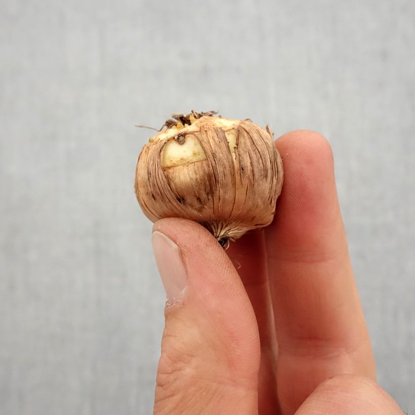 Spécimen de Glaïeul ou Gladiolus nanus Halley Bulbe calibre 10+ tel que livré au printemps