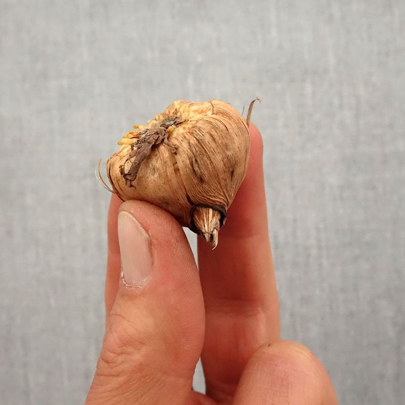 Spécimen de Glaieul ou Gladiolus nanus White Eyed Miss Bulbe calibre 10+ tel que livré au printemps