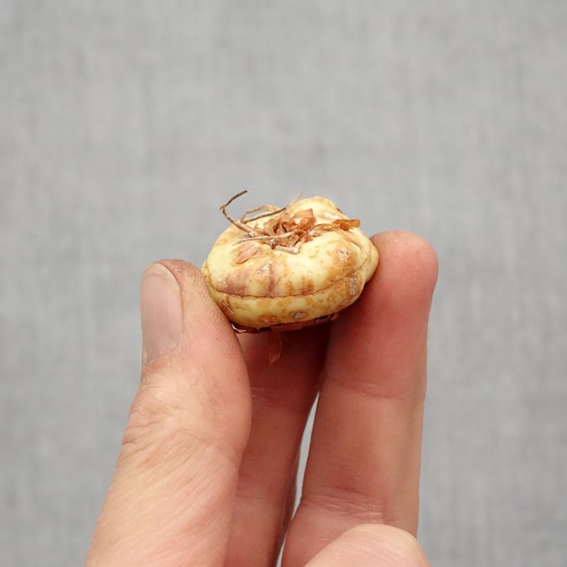 Spécimen de Glaïeul ou Gladiolus papillon Lorena Bulbe calibre 12+ tel que livré au printemps