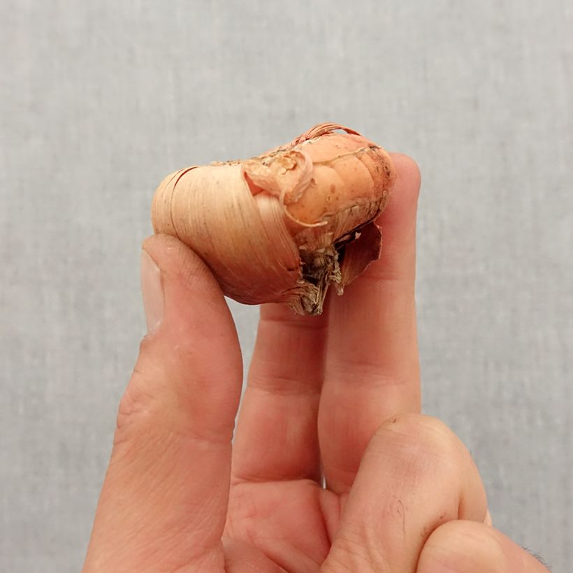 Spécimen de Glaïeul ou Gladiolus papillon Violetta Bulbe calibre 12+ tel que livré au printemps