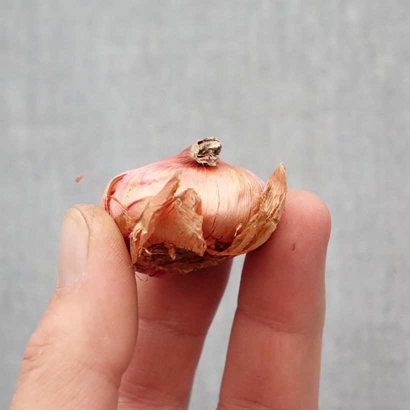 Spécimen de Glaieul ou Gladiolus primulinus Atom Bulbe calibre 8+ tel que livré au printemps