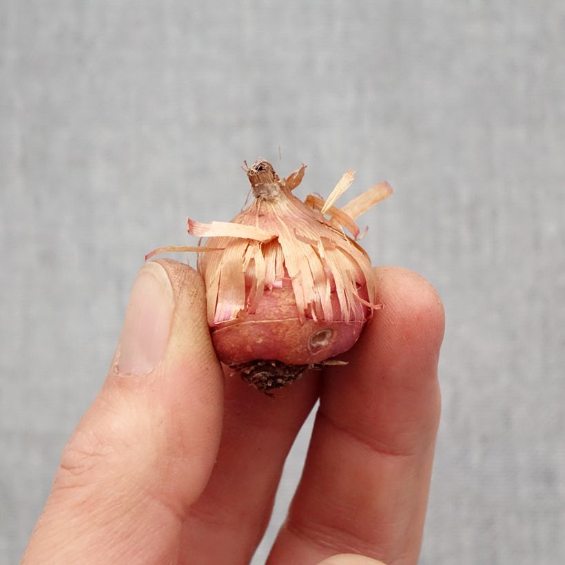 Example of Glaieul ou Gladiolus primulinus Mirella Bulbe calibre 8+ as you get in printemps