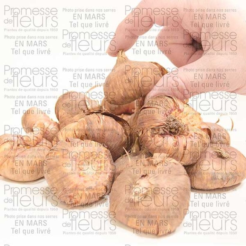 Example of Glaïeul ou Gladiolus Priscilla Bulbe calibre 14+ as you get