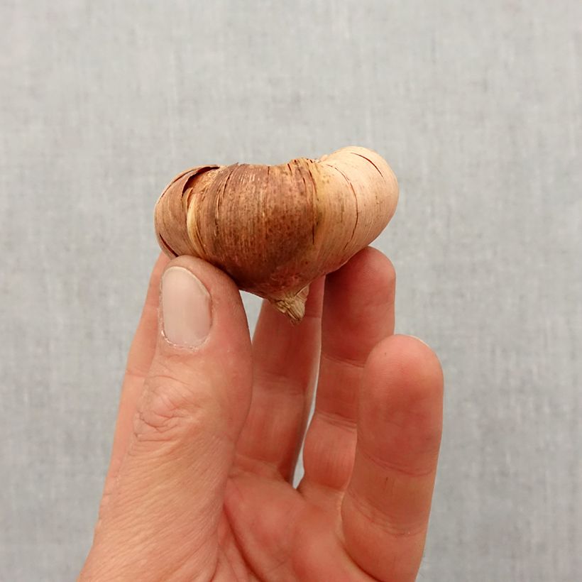 Spécimen de Glaïeul ou Gladiolus Spic & Span Bulbe calibre 14+ tel que livré au printemps