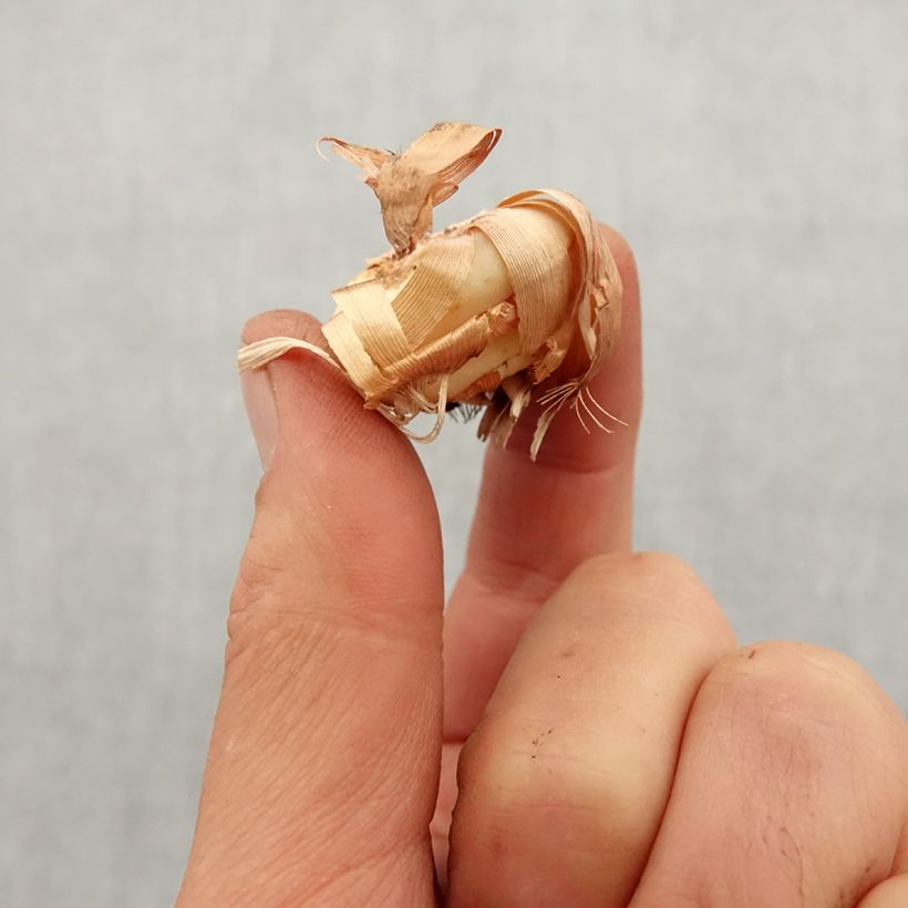 Spécimen de Glaïeul ou Gladiolus tubergenii Charm Bulbe calibre 8+ tel que livré au printemps