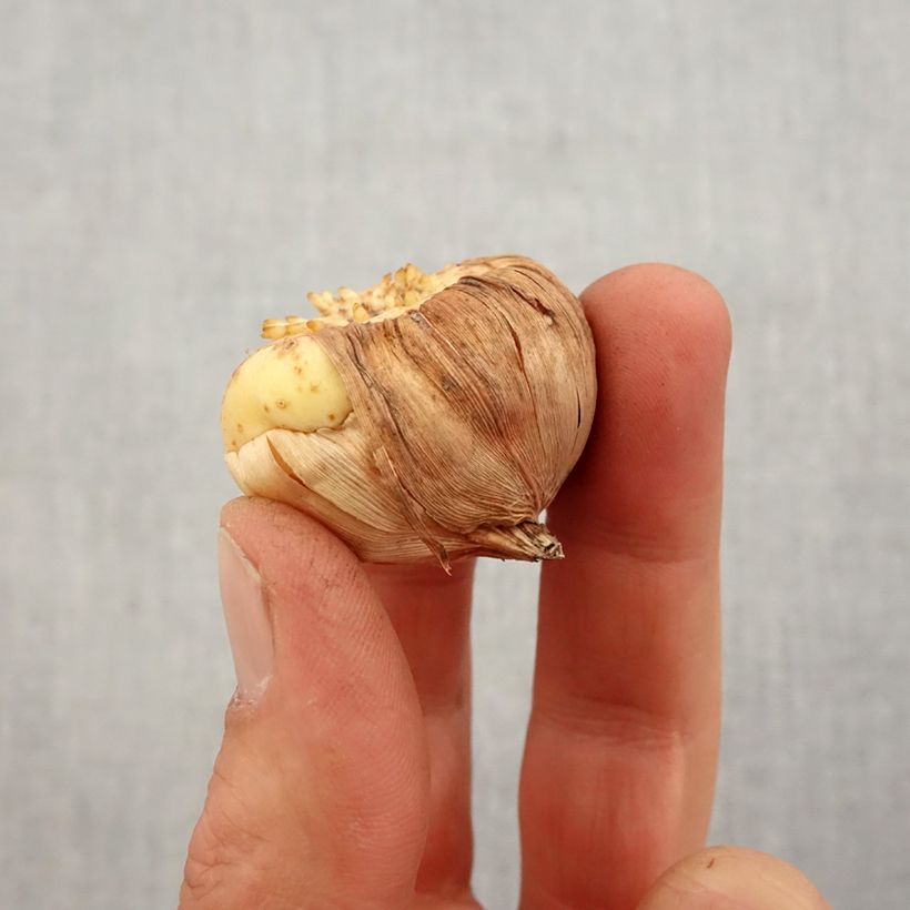 Example of Glaieul ou Gladiolus tubergenii Charming Beauty Bulbe calibre 10+ as you get in printemps